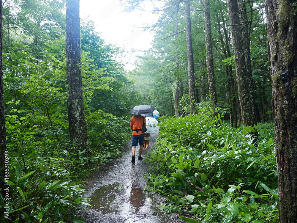 Fototapeta premium 夏の観光名所上高地の森の散策道で歩く観光客の姿