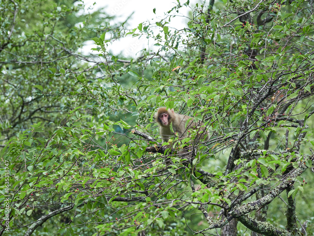 Obraz premium 夏の観光名所上高地の可愛い日本猿の様子