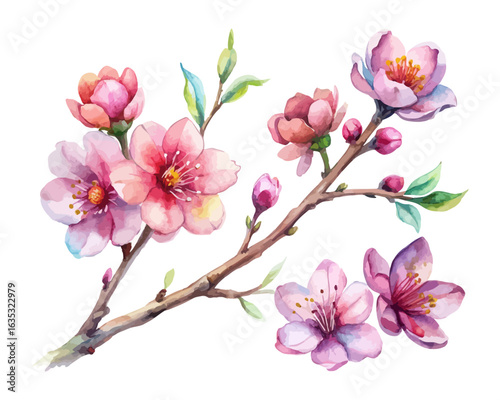 watercolor Blossom Branch vector illustration isolated on white background