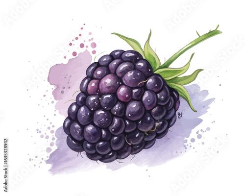 watercolor Blackberry vector illustration isolated on white background