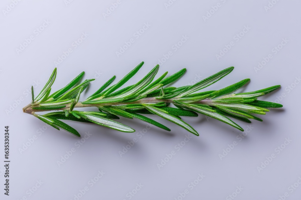 Fototapeta premium Fresh rosemary sprig, light gray background