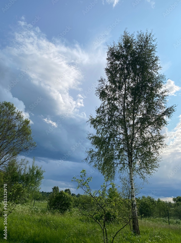 Fototapeta premium A Serene and Peaceful Landscape Featuring Beautiful Trees Set Against a Bright Blue Sky