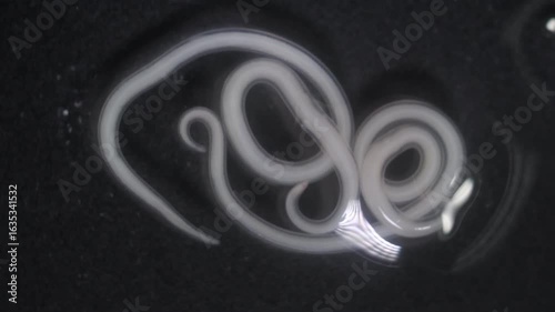 The nematodes (Nematoda), roundworms or eelworms constitute the phylum Nematoda. Species in the phylum inhabit a broad range of environments. Found in freshwater crabs.