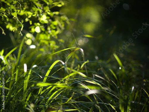 Green grass in forest.