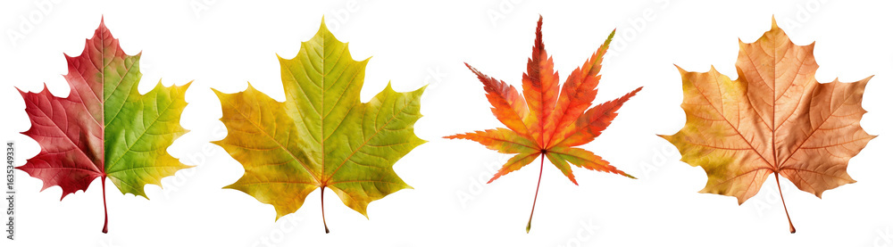 Fototapeta premium PNG Colorful autumn maple leaves variety, element set on transparent background