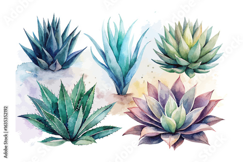 set of watercolor agave vector illustration isolated on white background