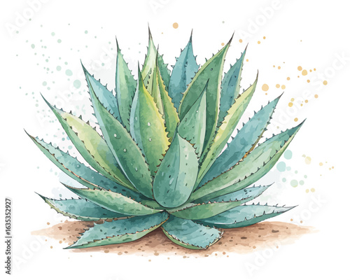 watercolor agave vector illustration isolated on white background