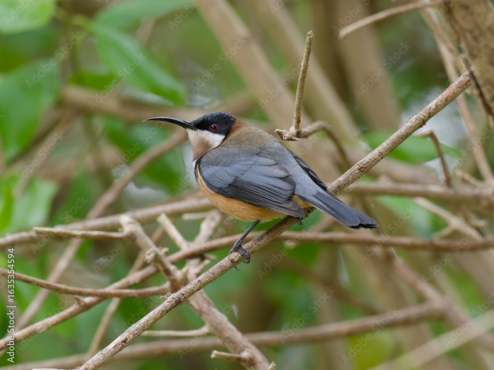 Obraz premium Eastern Spinebill (Acanthorhynchus tenuirostris) close up perched on a lantana branch.