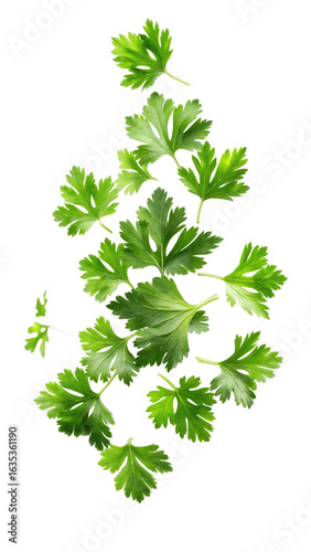 fresh parsley isolated on white
