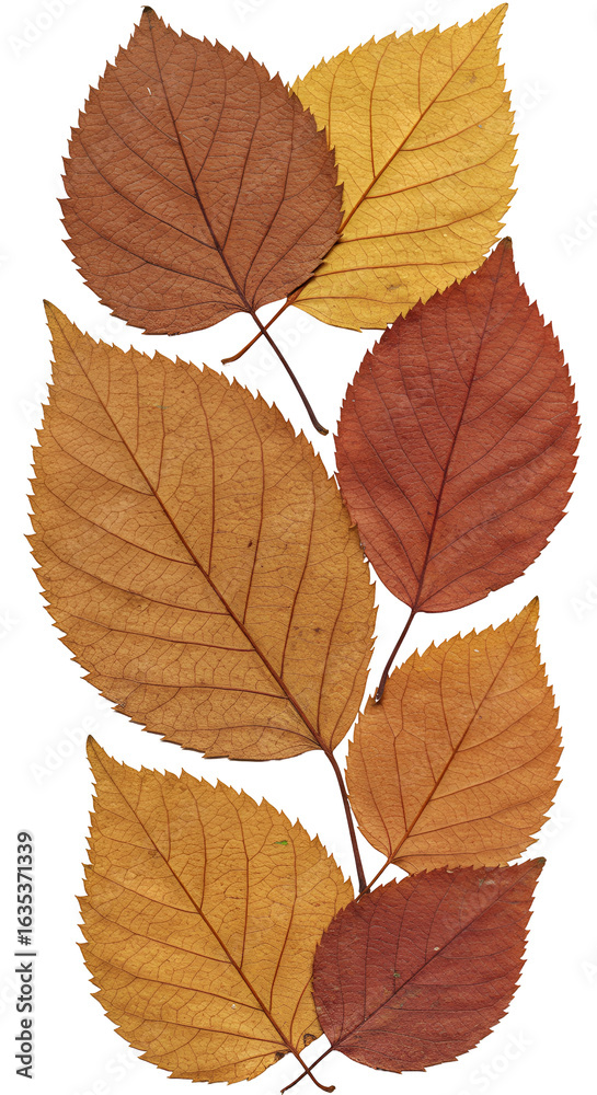 Fototapeta premium Autumnal Leaf Arrangement With Varying Colors On Transparent Background Photo
