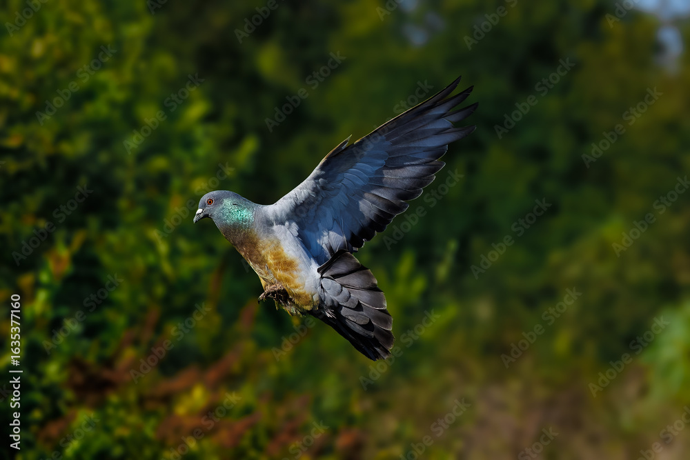 Obraz premium A pigeon with vibrant blue and rusty orange plumage flies with its wings fully extended. The detailed bird is set against a softly blurred backdrop of green foliage.