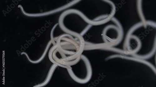 The nematodes (Nematoda), roundworms or eelworms constitute the phylum Nematoda. Species in the phylum inhabit a broad range of environments. Found in freshwater crabs.