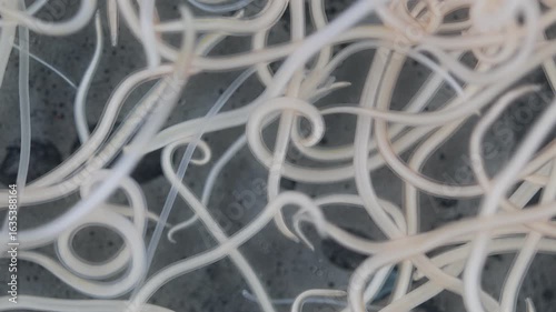 The nematodes (Nematoda), roundworms or eelworms constitute the phylum Nematoda. Species in the phylum inhabit a broad range of environments. Found in freshwater crabs.