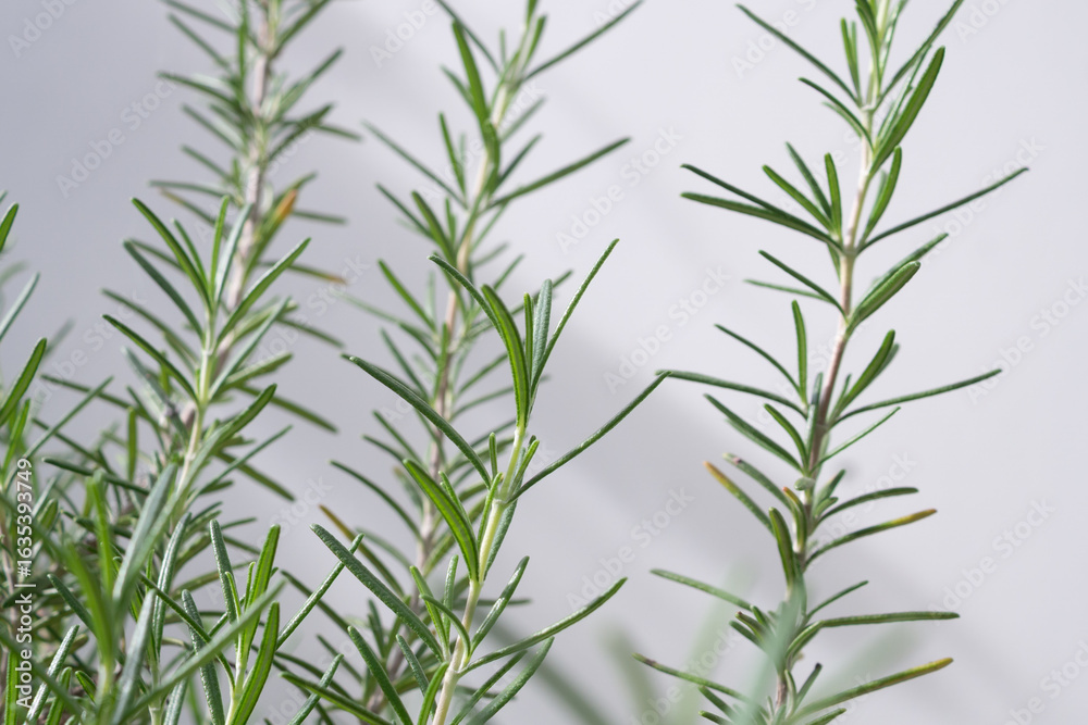 Naklejka premium Rosemary plant herb in the garden