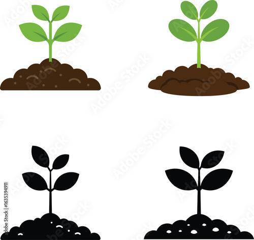 Seedling Growth Stages in Color and Silhouette on White Background