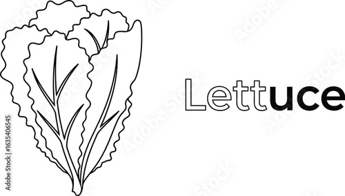 Lettuce illustration, a fresh and healthy vegetable for salads and vegetarian dishes, a nutritious source of vitamins and fiber, perfect for a balanced diet