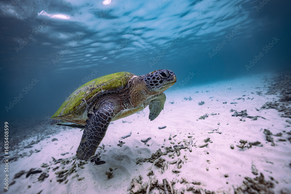 Obraz premium green sea turtle