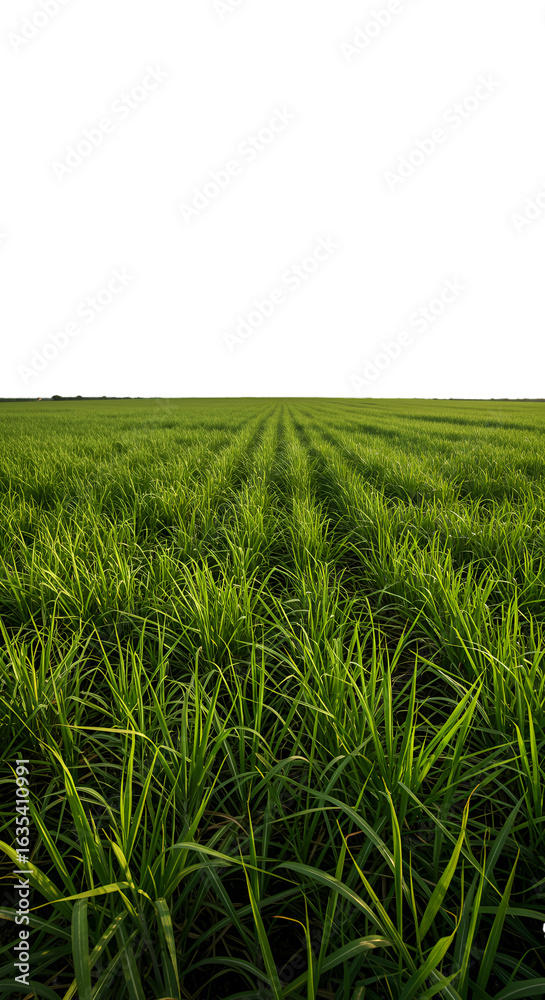 Obraz premium Green Field of Grass with Sunlight and a Black Background Photo