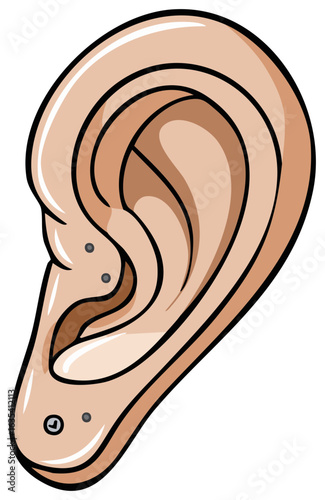 Human Ear with Multiple Piercings Earring Locations Illustrated Body Art