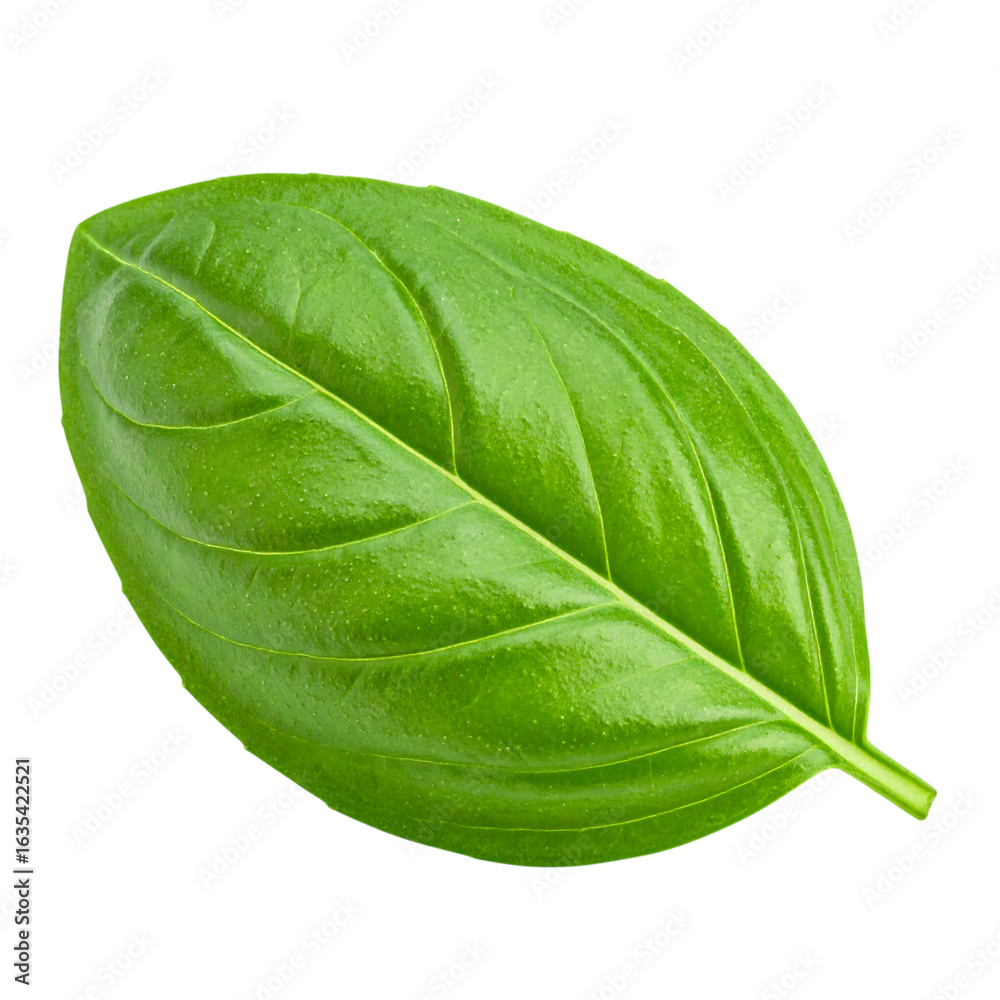 Obraz premium Fresh Green Basil Leaf Isolated on White Background for Cooking