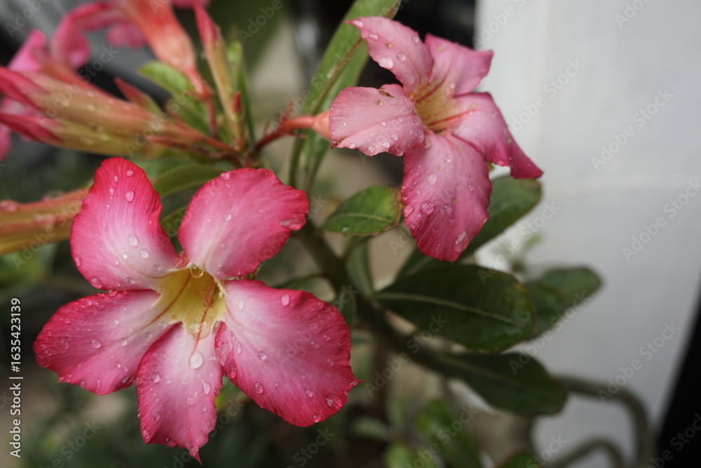 Obraz premium pink and white