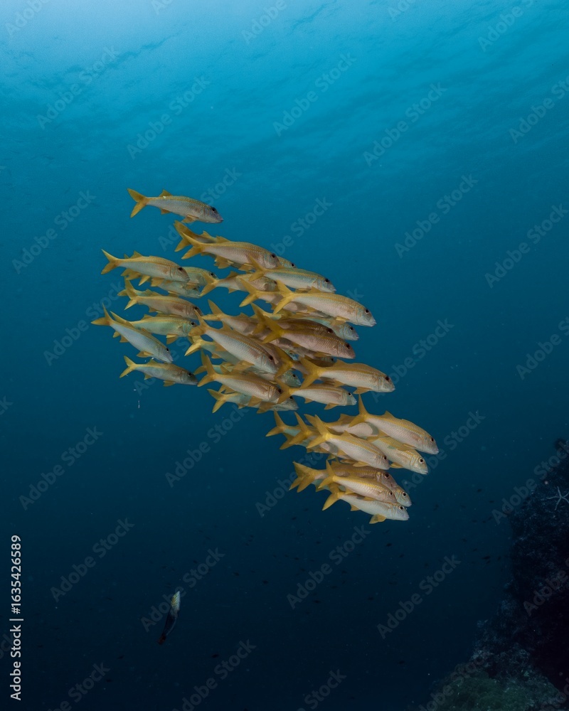 Fototapeta premium School of yellow snapper swim in a vibrant underwater scene.