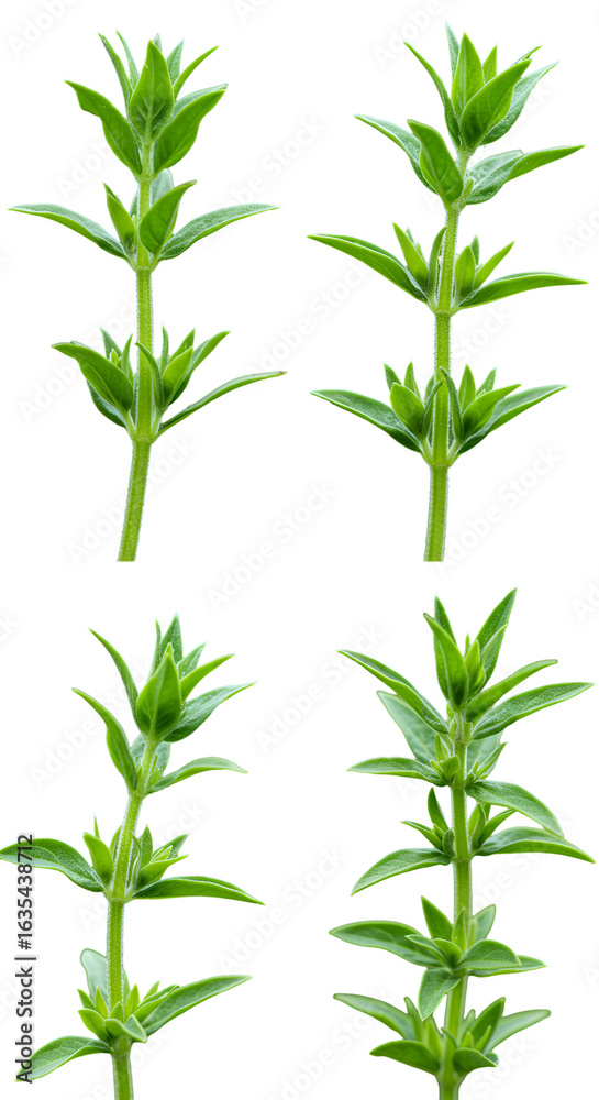 Fototapeta premium Isolated Green Plant Stems on Transparent Background Photo
