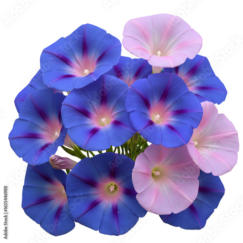 Isolated Morning Glory Blooms in Blue and Pink on Transparent Background Photo