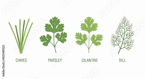 Four types of herbs illustration