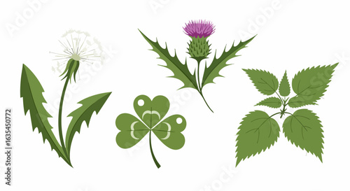 Four different plants illustration against white background