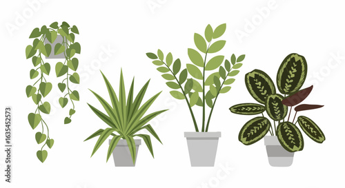 Various houseplants in pots illustration