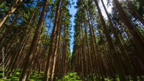 Towering forest trees reaching for the sky with sunlight streaming through the canopy.