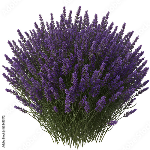 Isolated Lavender Bush Illustration with Purple Flowers on Transparent Background