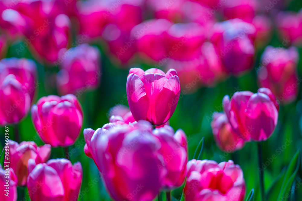 Fototapeta premium Beautiful Pink Tulips. Purple tulip flowers background. Beautiful flower violet tulips in sunlight landscape at spring or summer. Amazing spring nature. Tulips flowers in garden.
