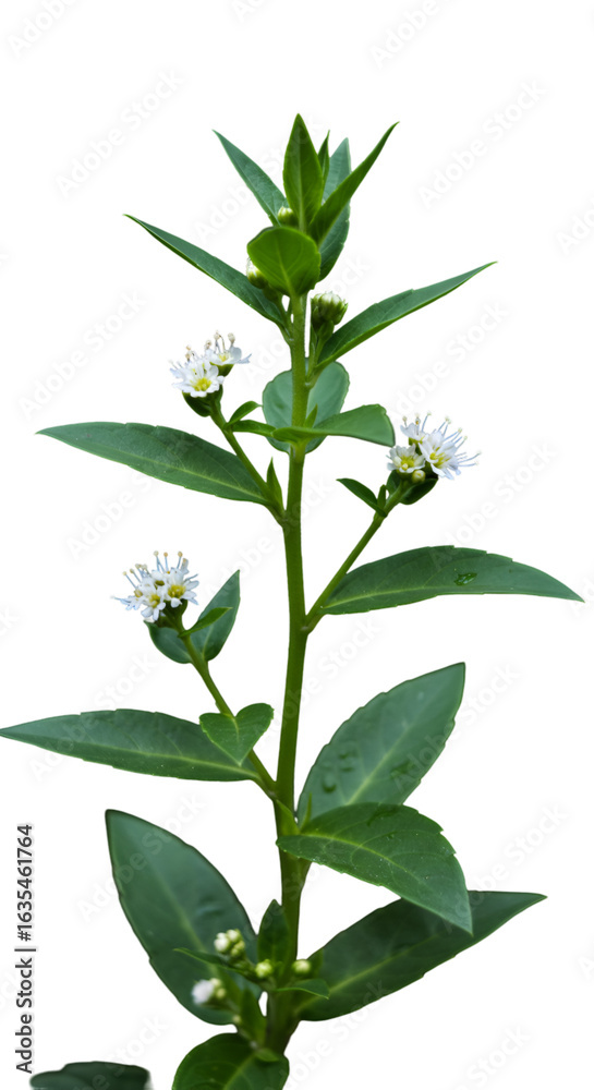 Fototapeta premium Isolated Plant with Green Leaves and White Flowers on Black Background Photo