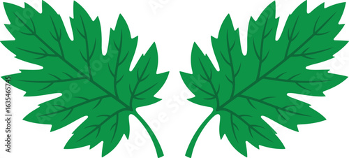 Symmetrical green maple leaves on white background