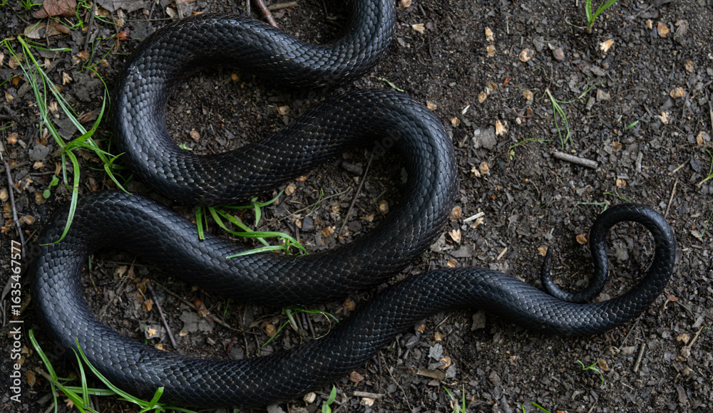 Fototapeta premium Black snake. Big black surface features scales, creating an exotic and dangerous aesthetic. Perfect for nature, wildlife, or design backgrounds. Forest Cobra. Black Cobra.