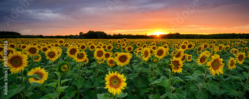 Beautiful sunset over sunflowers field