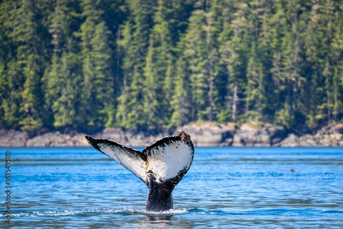 Wallpaper Mural Humpback whale tail emerges from the water near Vancouver Island, Canada Torontodigital.ca