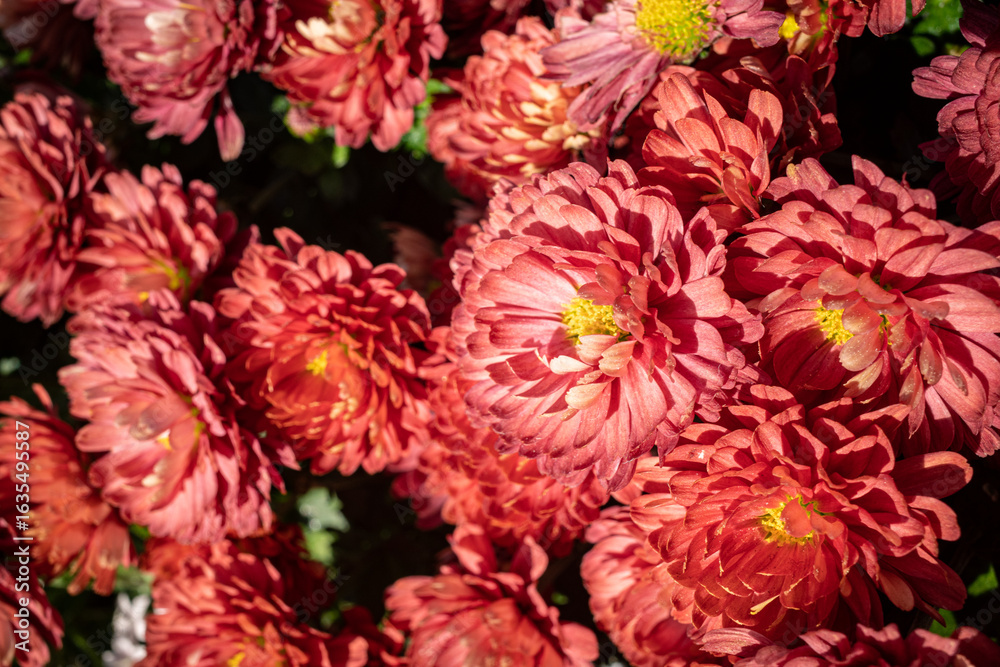 red dahlia flower red dahlia flower