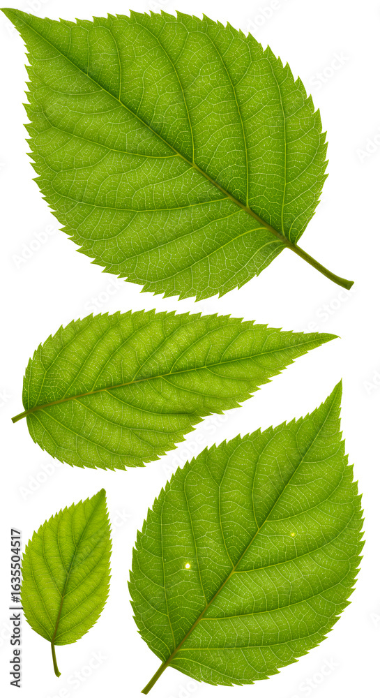 Fototapeta premium Photo of Green Leaves Displaying Macro Details Against White Background
