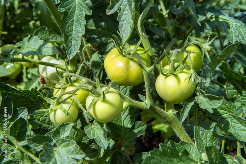 Wallpaper Mural Unripe tomatoes on a bush in a vegetable garden. Growing natural organic vegetables. Torontodigital.ca