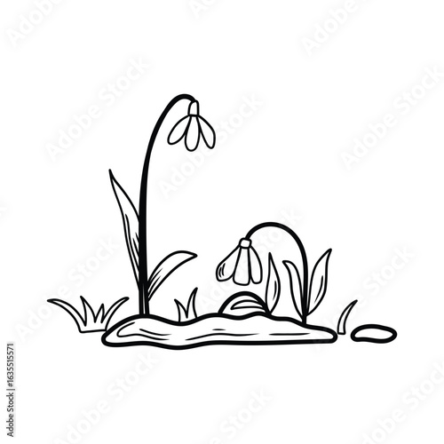 Two snowdrops blooming from melting snow, signalling spring arrival