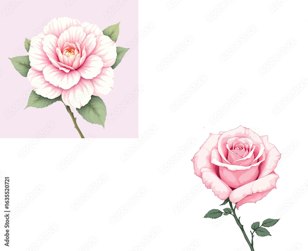 Vsai pink camellia and rose blooming gracefully on stems