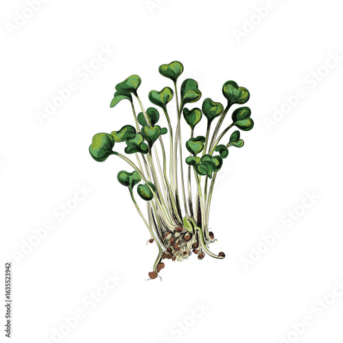 ALFALFA micro green botanical vector illustration 