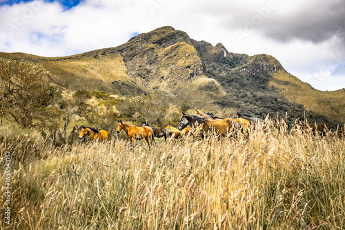 Pasochoa Volcano, Pichincha Province, Ecuador - July 5, 2025: Group of brown horses on the Pasochoa volcano, where the summit of the volcano itself is shown in the background.