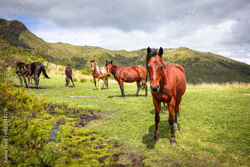 Pasochoa Volcano, Pichincha Province, Ecuador - July 5, 2025: Group of brown horses on the Pasochoa volcano, where the summit of the volcano itself is shown in the background.