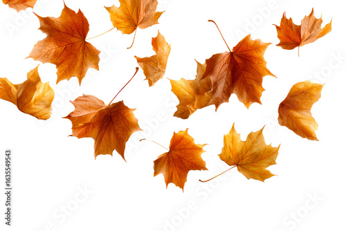 Autumn maple leaves falling in gentle descent