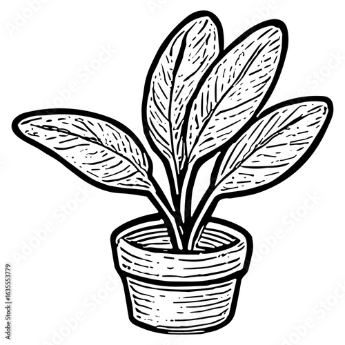 Potted Plant