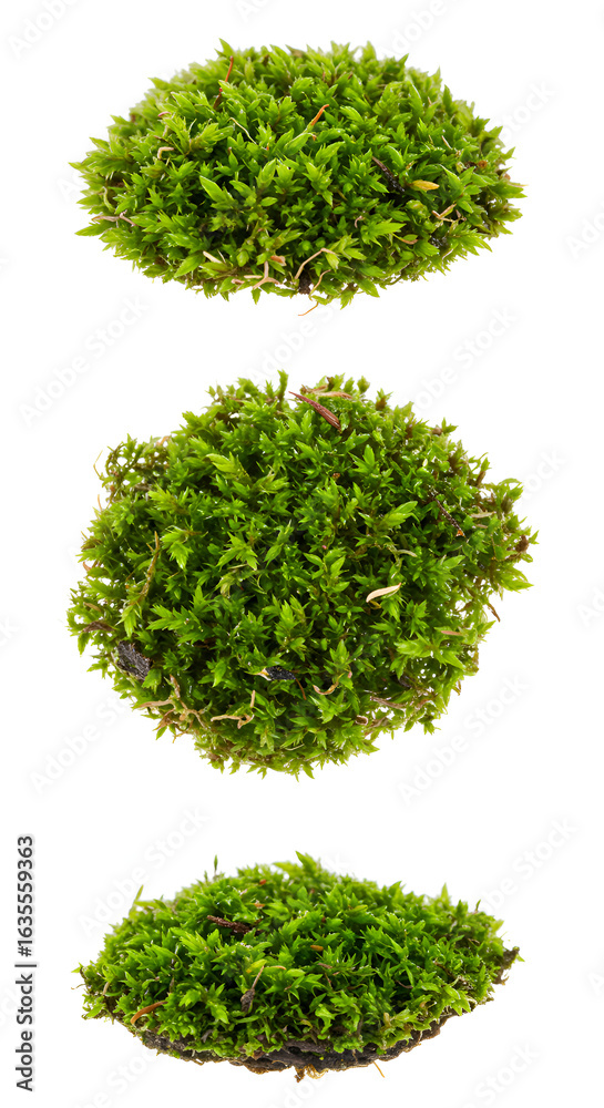 Fototapeta premium Photorealistic Image of Three Isolated Green Moss Clusters with White Background